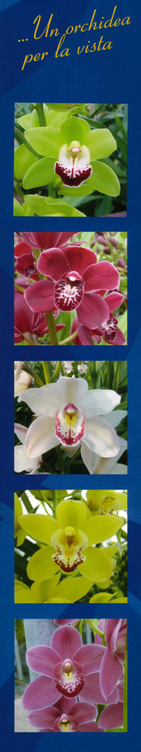 Un'orchidea per la vista